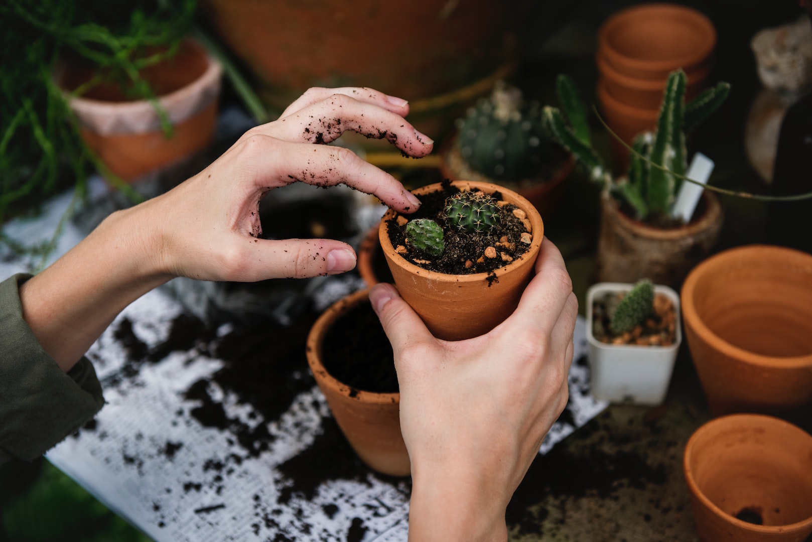 cacti in clay pots planted by hand